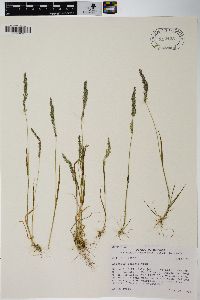 Agrostis exarata image