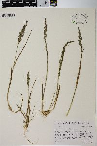 Agrostis exarata image