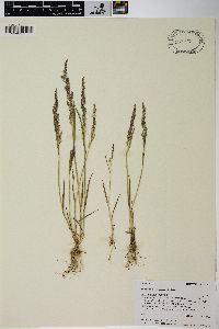 Agrostis exarata image