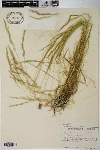 Agrostis exarata image