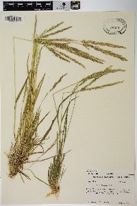 Agrostis exarata image