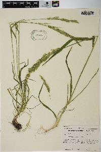 Agrostis exarata image