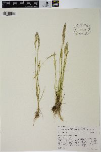 Agrostis exarata image