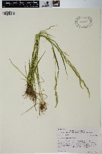 Agrostis exarata image