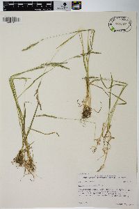 Agrostis exarata image