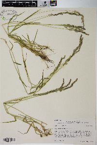 Agrostis exarata image