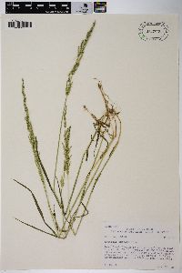 Agrostis exarata image