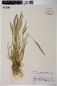 Agrostis exarata image