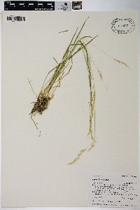 Agrostis exarata image