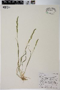 Agrostis exarata image