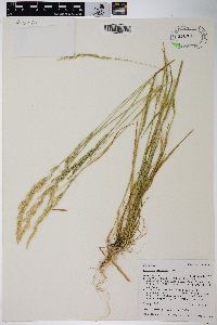 Agrostis exarata image