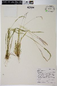 Agrostis exarata image