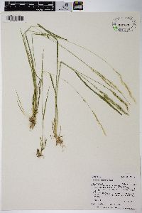 Agrostis exarata image