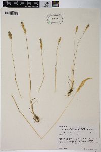 Agrostis exarata image