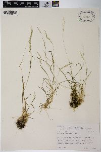 Agrostis exarata image