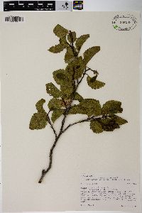 Alnus incana subsp. tenuifolia image