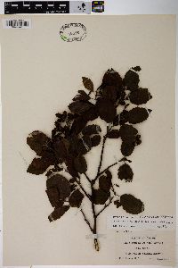 Alnus incana subsp. rugosa image