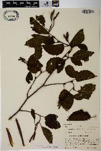 Alnus incana subsp. rugosa image