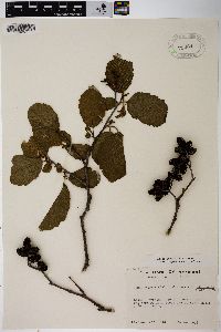 Alnus incana subsp. rugosa image