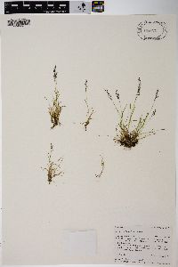 Agrostis humilis image