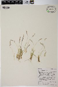 Agrostis humilis image