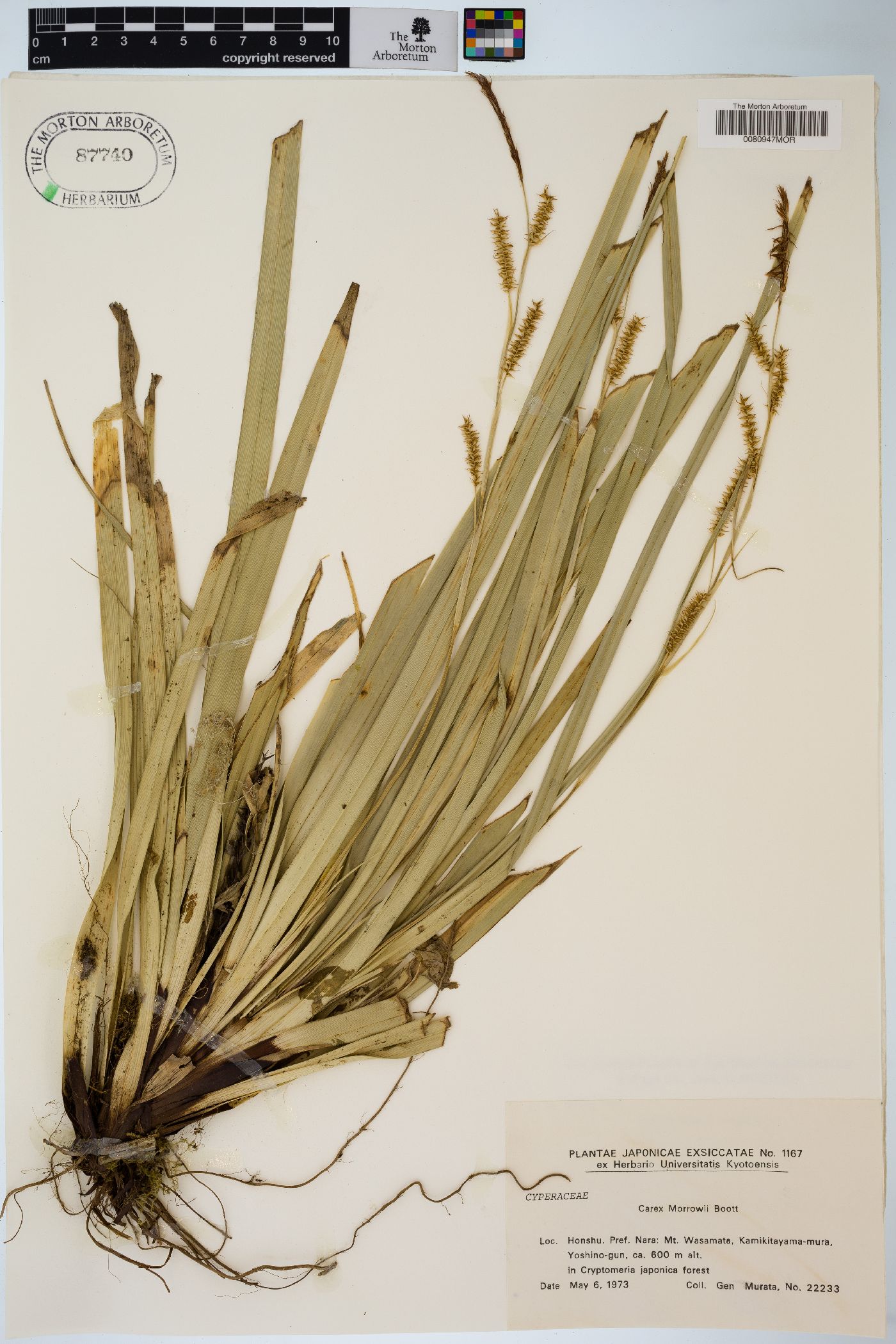 Carex morrowii image