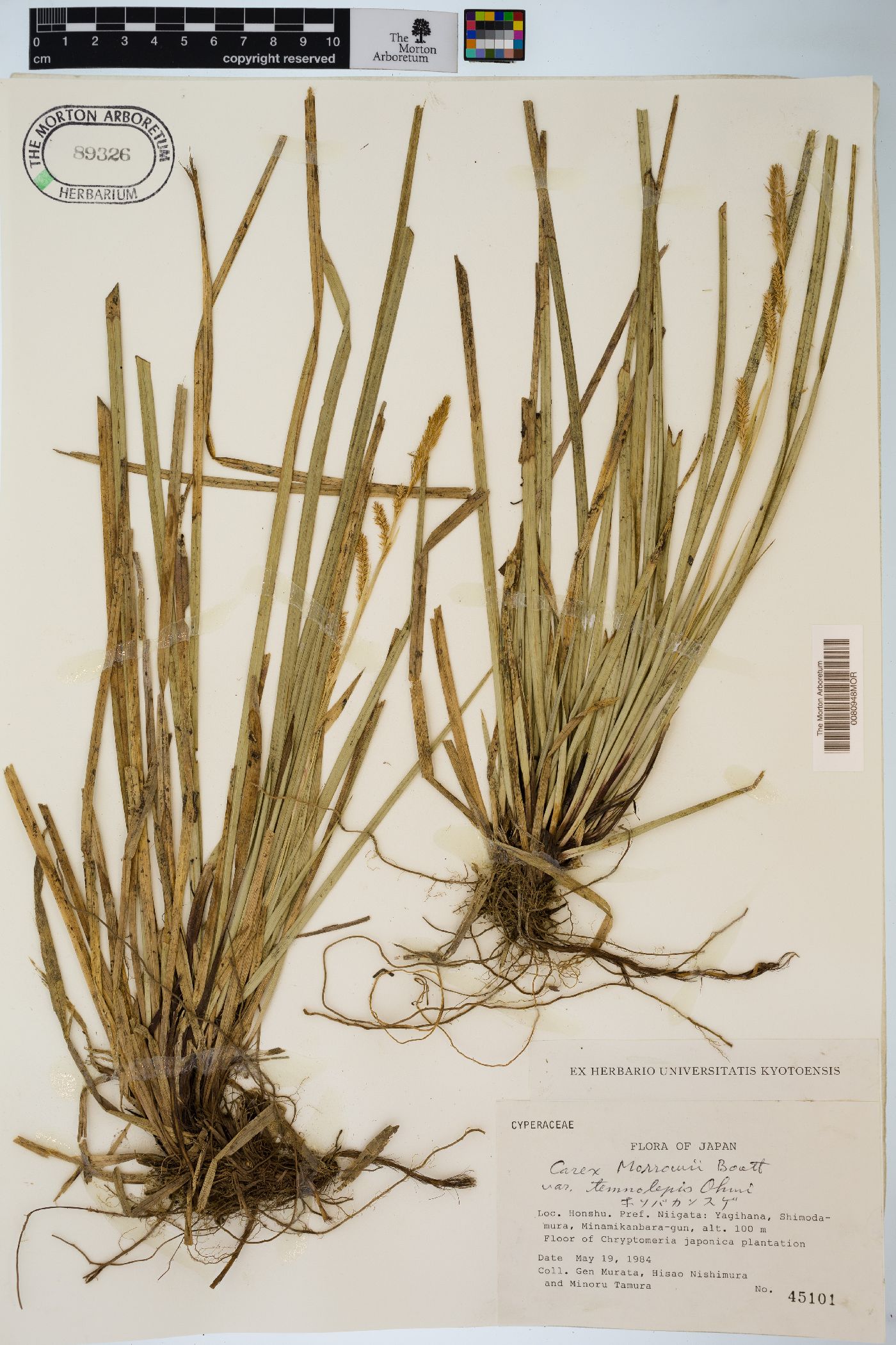 Carex morrowii image