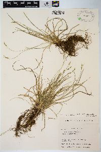 Carex mitrata var. aristata image