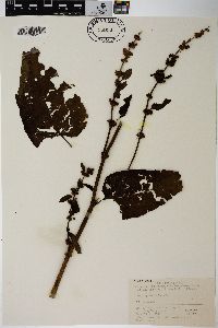 Rumex nepalensis image