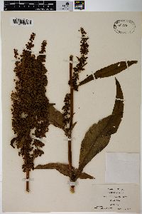 Rumex orbiculatus image