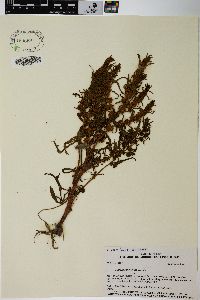 Rumex salicifolius image