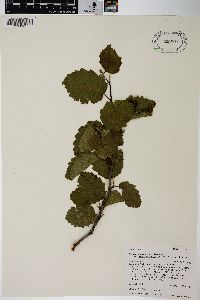 Alnus incana subsp. tenuifolia image