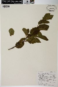 Alnus incana subsp. tenuifolia image