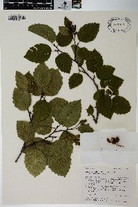 Alnus viridis subsp. sinuata image