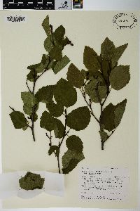 Alnus viridis image