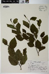 Alnus viridis subsp. sinuata image