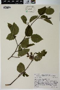 Alnus viridis image