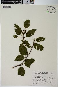 Alnus viridis subsp. sinuata image