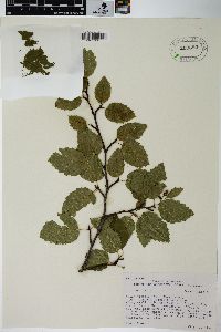 Alnus viridis image