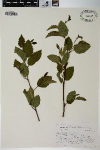 Alnus viridis subsp. sinuata image