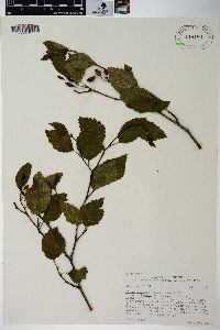 Alnus viridis image