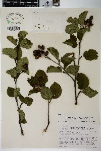 Alnus viridis image