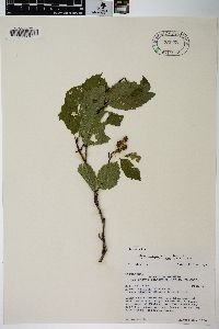 Alnus viridis image