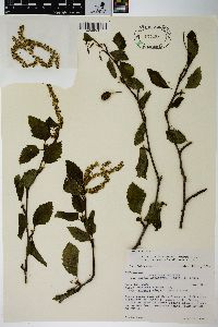 Alnus viridis image