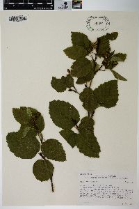 Alnus viridis image