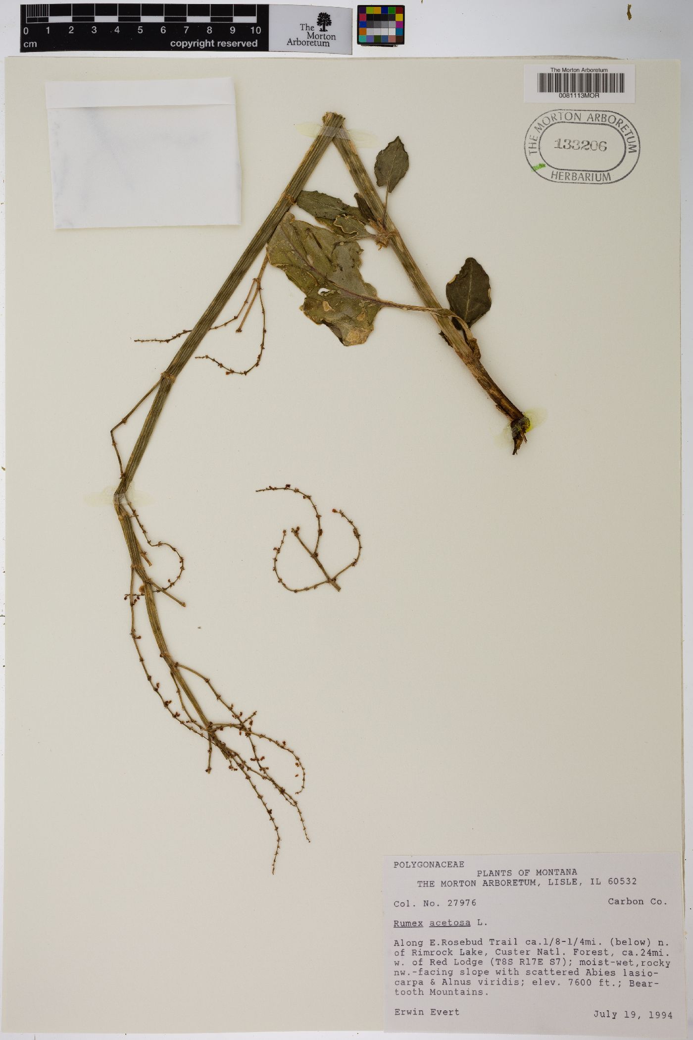 Rumex acetosa image