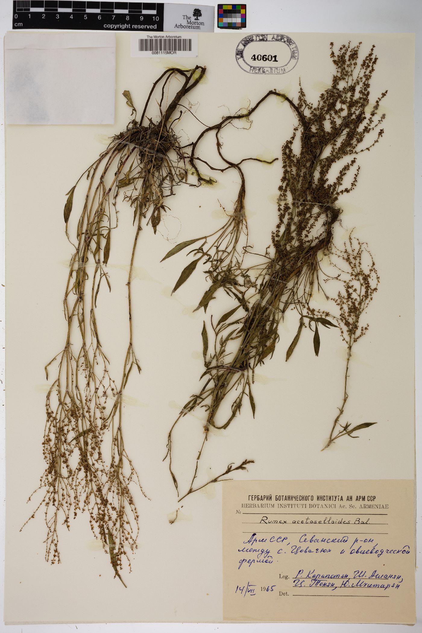 Rumex acetosella subsp. acetoselloides image