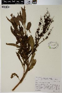 Rumex altissimus image