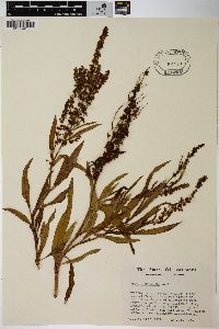 Rumex altissimus image