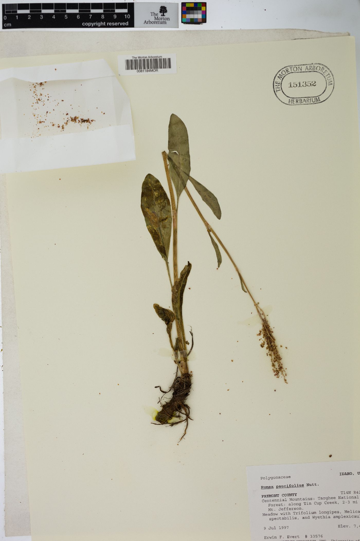 Rumex paucifolius image